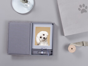 Hund in Box Hundefotografie professionelle Fotoprodukte