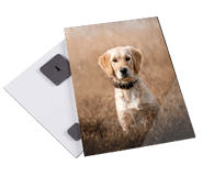 Hundefotografie Foto hinter Acrylglas professionelle fotoprodukte