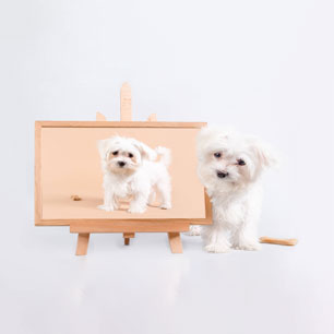 pet