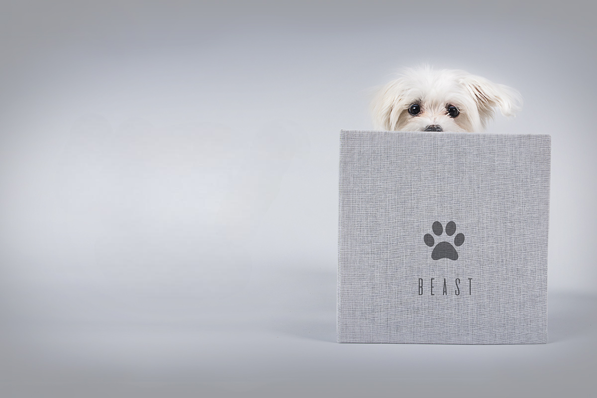 Photo chien