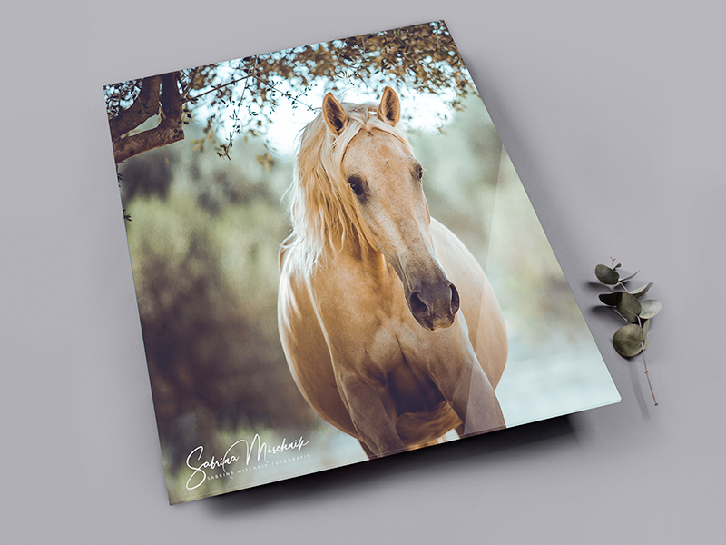 Wanddeko Foto hinter Acrylglas Pferdefotografie professionelle Fotoprodukte