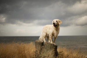 alicja zmyslowska dog looking over the horizon