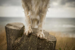 alicja zmyslowska dog standing on rock