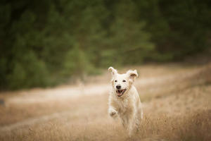 alicja zmyslowska dog running near forest