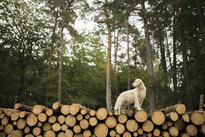 alicja zmyslowska dog standing on logs