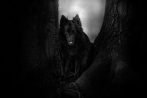 alicja zmyslowska black dog between trees