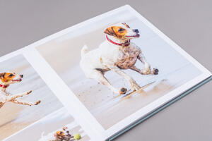 Álbum de fotos - Fotografía animal