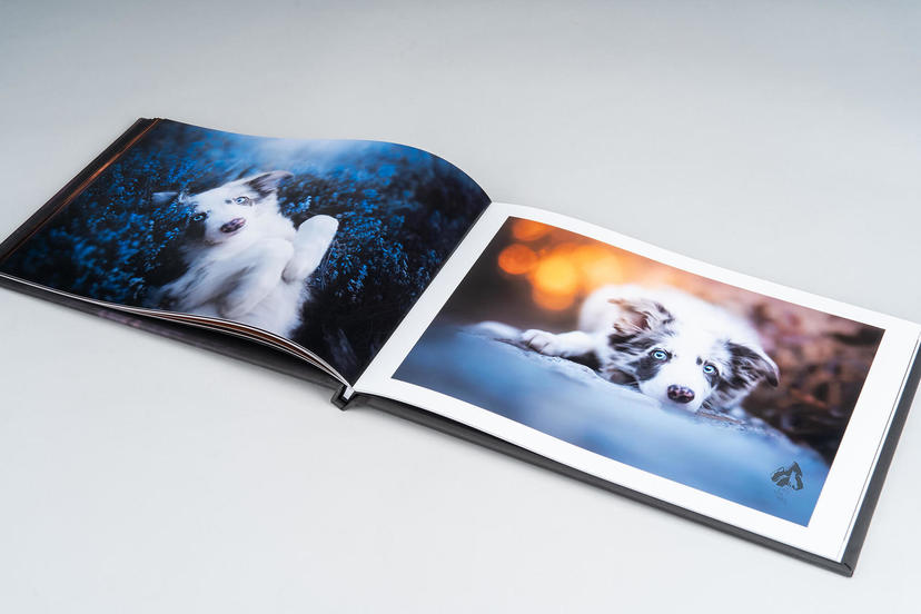 Dream Book 4K Acrylic, Pet Photography