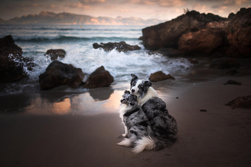 Alicja Zmysłowska - zdjęcie psów na plaży