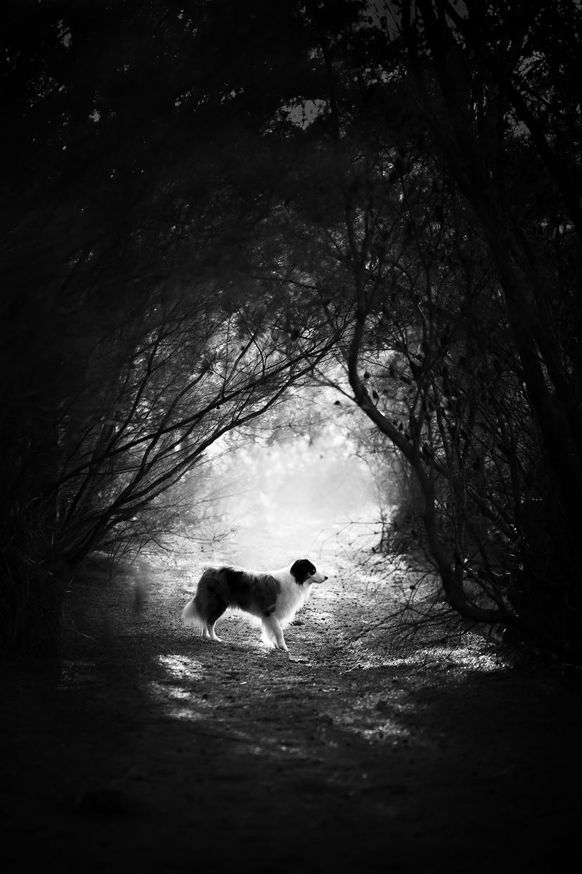 Pies w lesie w obiektywie Alicji Zmysłowskiej