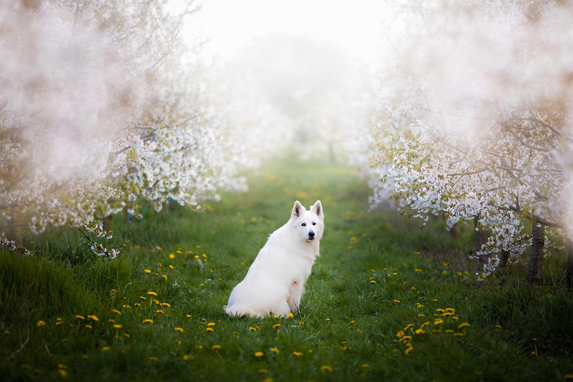 Biały pies na zdjęciu Zmysłowskiej Alicji