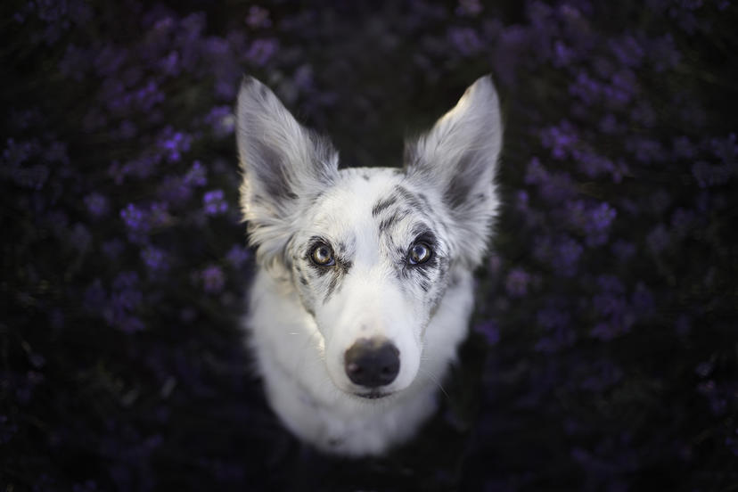 Spojrzenie psa w obiektywie Alicji Zmysłowskiej