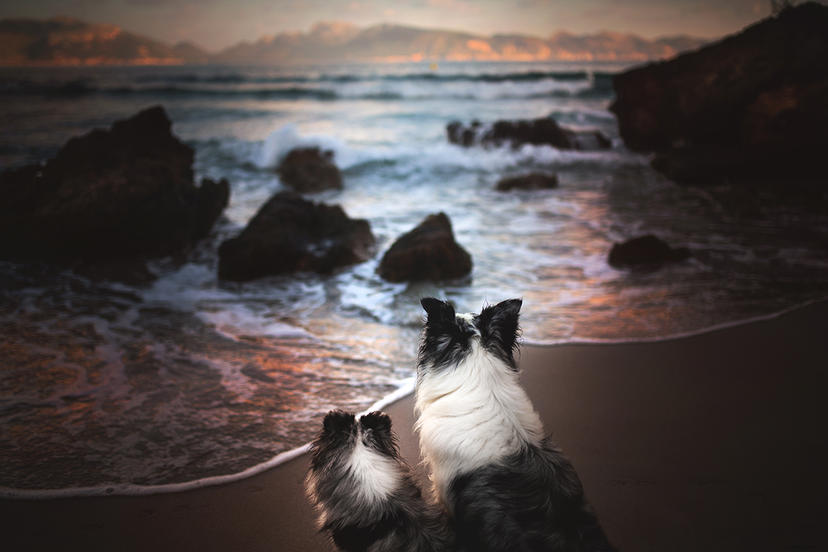 Hunde am Strand auf einem Foto von A. Zmysłowska