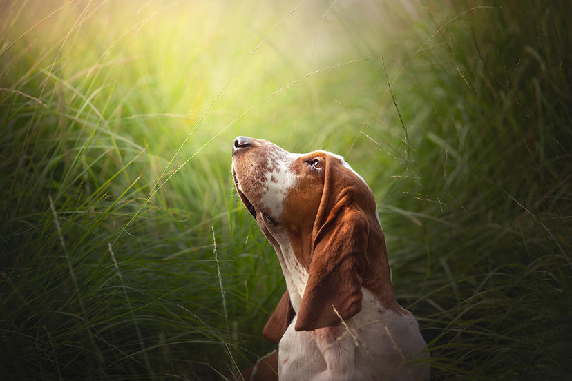 Ein Hund im Gras auf einem Foto von A. Zmysłowska