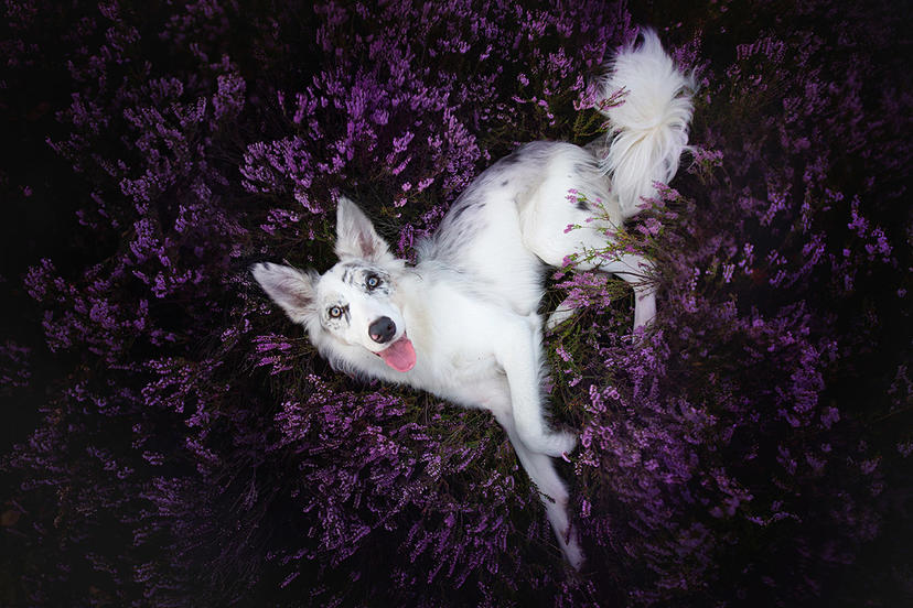 Ein Hund auf einem Foto von A. Zmysłowska