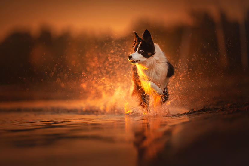 Ein Hund im Wasser auf einem Foto von A. Zmysłowska