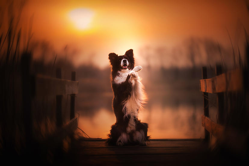 Ein Hund bei Sonnenuntergang auf einem Foto von A. Zmysłowska