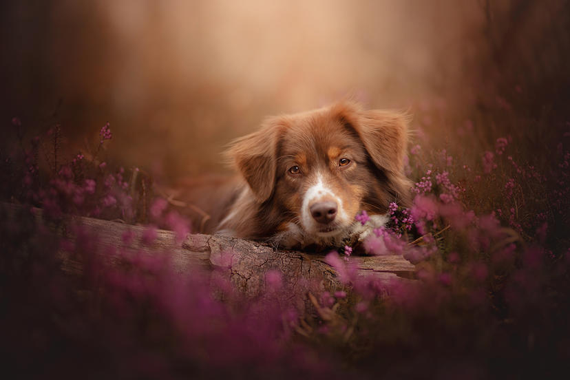 Ein Hund in Blumen auf einem Foto von A. Zmysłowska