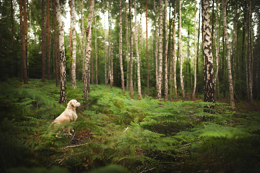 Ein Hund im Wald auf einem Foto von A. Zmysłowska