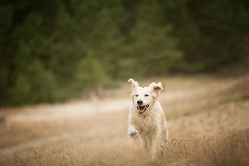 Ein glücklicher Hund - Foto von A. Zmysłowska