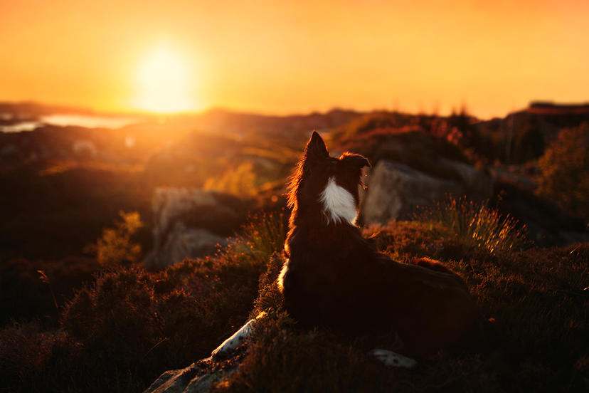 Ein Hund bei Sonnenuntergang auf einem Foto von A. Zmysłowska