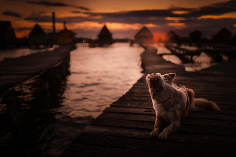 Ein Hund auf einer Brücke - Foto von A. Zmysłowska