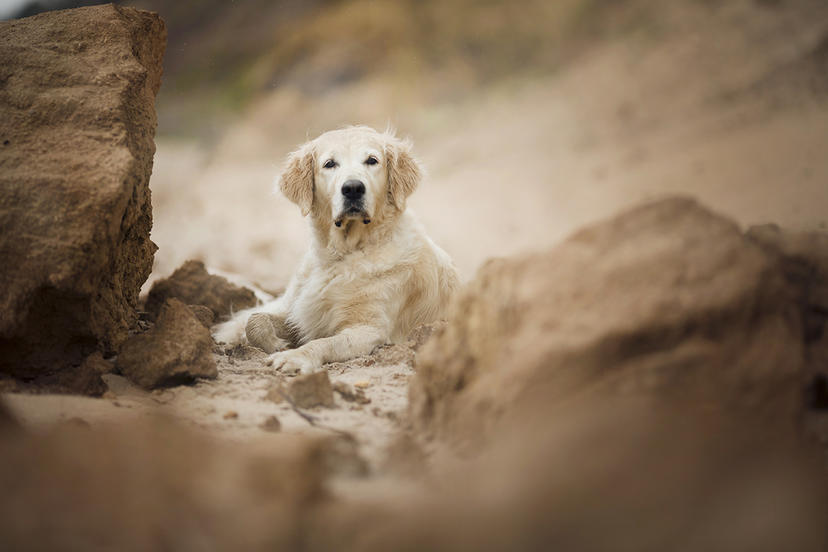 Ein Hund Outdoor-Fotografie - Alicja Zmysłowska